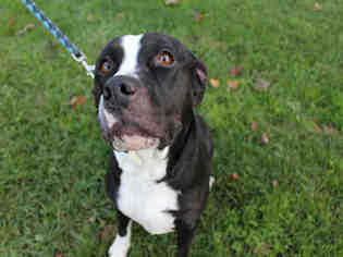 American Pit Bull Terrier-Labrador Retriever Mix Dogs for adoption in Bowling Green, OH, USA