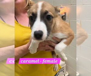 Mutt Dogs for adoption in Sheboygan, WI, USA