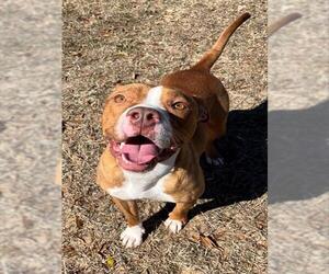 Mutt Dogs for adoption in Augusta, GA, USA