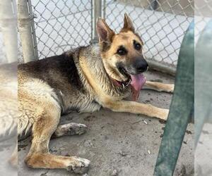 German Shepherd Dog Dogs for adoption in Modesto, CA, USA