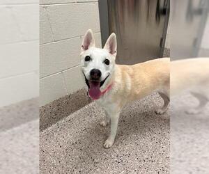 Siberian Husky Dogs for adoption in Brighton, CO, USA