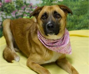 German Shepherd Dog-Unknown Mix Dogs for adoption in Placerville, CA, USA
