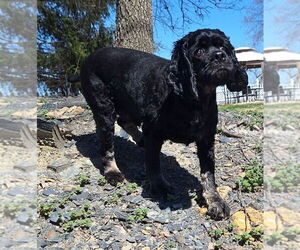 Cocker Spaniel Dogs for adoption in Evansville, IN, USA