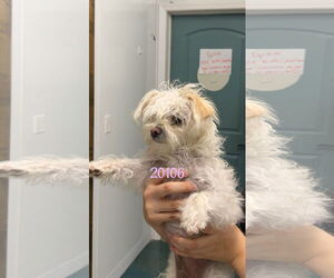 Maltese-Unknown Mix Dogs for adoption in Chico, CA, USA