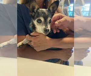 Chihuahua Dogs for adoption in Rancho Cucamonga, CA, USA