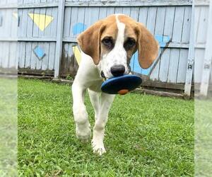 American Foxhound-Unknown Mix Dogs for adoption in Boston, MA, USA