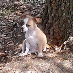 Medium Photo #1 Rat Terrier-Unknown Mix Puppy For Sale in Atlanta, GA, USA