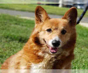 Pembroke Welsh Corgi Dogs for adoption in Forestville, MD, USA