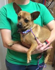 Chiweenie Dogs for adoption in Bauxite, AR, USA