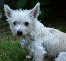 Cairn Terrier-Unknown Mix Dogs for adoption in Issaquah, WA, USA