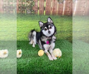 Pomsky Dogs for adoption in Garland, TX, USA