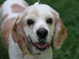 Cocker Spaniel Dogs for adoption in Cookeville, TN, USA