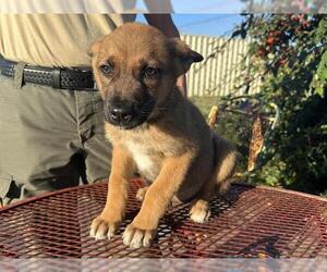 German Shepherd Dog-Unknown Mix Dogs for adoption in McKinleyville, CA, USA
