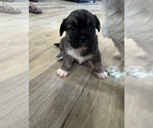 French Tzu Dogs for adoption in Banning, CA, USA