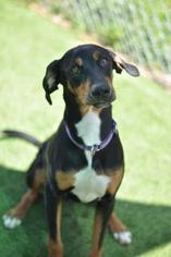 Doberman Pinscher-Unknown Mix Dogs for adoption in Cocoa, FL, USA