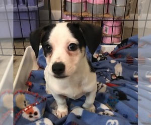 Chiweenie Dogs for adoption in Caribou, ME, USA