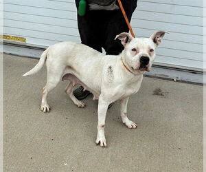 Mutt Dogs for adoption in Louisville, KY, USA