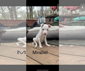 Chihuahua-Unknown Mix Dogs for adoption in Ball Ground, GA, USA