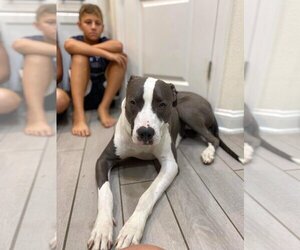 American Pit Bull Terrier-Great Dane Mix Dogs for adoption in Bullard, TX, USA
