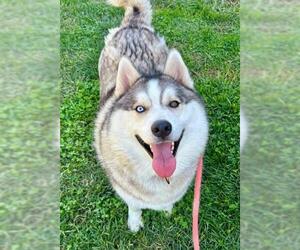 Alaskan Malamute Dogs for adoption in Sacramento, CA, USA