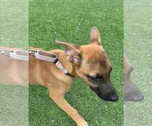 German Shepherd Dog-Unknown Mix Dogs for adoption in Imlay City, MI, USA