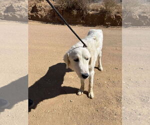 Golden Pyrenees Dogs for adoption in San Diego, CA, USA