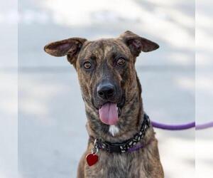 Mutt Dogs for adoption in San Diego, CA, USA