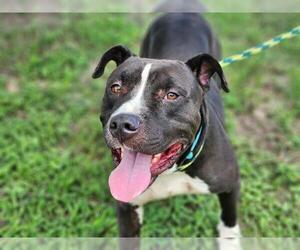American Pit Bull Terrier-Unknown Mix Dogs for adoption in Ocala, FL, USA