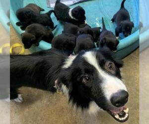 Border Collie Dogs for adoption in Brookeville, MD, USA