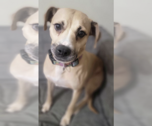 Black Mouth Cur Dogs for adoption in Thomasville, NC, USA