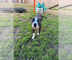 Mutt Dogs for adoption in Louisville, KY, USA