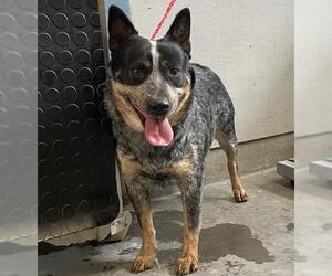 Mutt Dogs for adoption in Camarillo, CA, USA