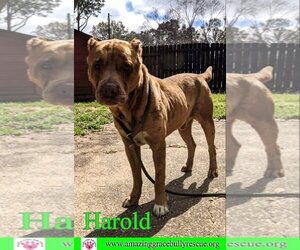 American Staffordshire Terrier-Catahoula Leopard Dog Mix Dogs for adoption in Pensacola, FL, USA