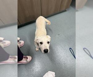 Great Pyrenees Dogs for adoption in Baytown, TX, USA