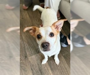 Chihuahua Dogs for adoption in garner, NC, USA