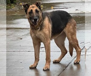 German Shepherd Dog-Unknown Mix Dogs for adoption in Los Angeles, CA, USA