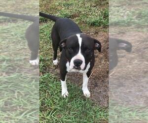 American Staffordshire Terrier Dogs for adoption in Sebring, FL, USA
