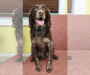 Brittany Dogs for adoption in Curwensville, PA, USA