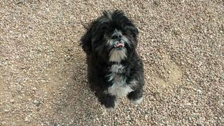 Shih Tzu Dogs for adoption in Albuquerque, NM, USA