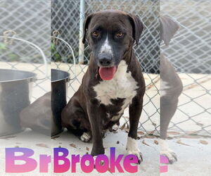 Mutt Dogs for adoption in Woodbury, NY, USA