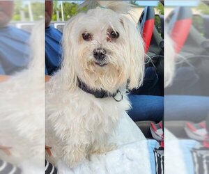 Maltese Dogs for adoption in Fort Lauderdale, FL, USA