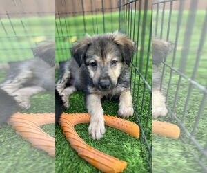 Labrador Retriever-Unknown Mix Dogs for adoption in Royal Palm Beach, FL, USA
