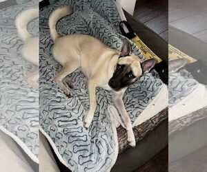 Akita Dogs for adoption in Woodland, CA, USA