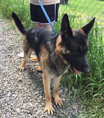 German Shepherd Dog Dogs for adoption in Orleans, VT, USA