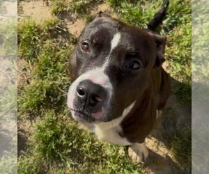 Mutt Dogs for adoption in Canton, CT, USA