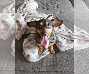 Dachshund-Unknown Mix Dogs for adoption in Denver , CO, USA
