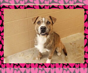 American Pit Bull Terrier-Unknown Mix Dogs for adoption in Ojai, CA, USA