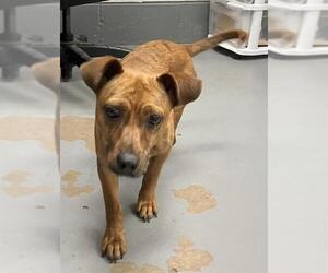 Mutt Dogs for adoption in Peoria, IL, USA