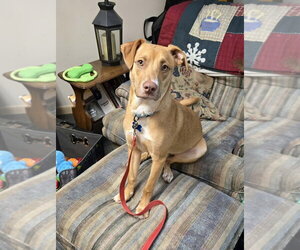 Mutt Dogs for adoption in Springdale, PA, USA