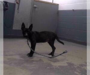 German Shepherd Dog-Unknown Mix Dogs for adoption in Tallahassee, FL, USA